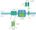 Pathway Slides Chart: Calcium Channel Pore Region