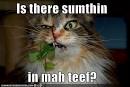 http://carlae.files.wordpress.com/2011/05/funny-pictures-something-in-cats-teeth.jpg