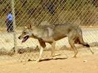 BioLib - Canis lupus arabs (Arabian Wolf) - Image