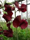 Laughing Owl Sweet Peas - early burgundy sweet pea seed