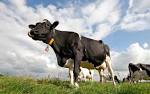 more cow « Dealbreaker: Wall Street Insider – Financial News ...