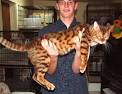 Bengal #3 » Just Cat