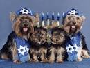 Pet Star Hanukkah Cards