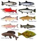 Fish Species Guide | Glacier Bay Alaska
