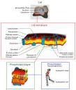 Cell membrane - Wikipedia, the free encyclopedia