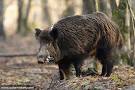 Photo : Sanglier en rut