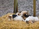 SU2904 : Beagles at the New - via Daymix