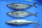 Chub mackerel products, buy Chub mackerel products from alibaba.