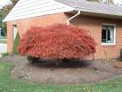 Japanese Red Maple Trees