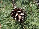 SC4586 : Pine cone in Dhoon Glen, Isle of Man. near to Dhoon, Isle of Man, - via Daymix