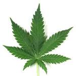The marijuana is more potent