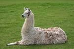 LLAMA - Wikipedia, the free encyclopedia