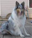 Collie Pictures and Photos, 1