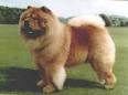 Chow Chow Information and Pictures, Chow Chows