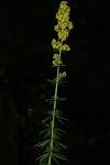 Galium verum - via Daymix
