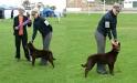 Kelpies in the show ring. Show results