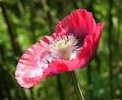 Oriental poppy - via Daymix