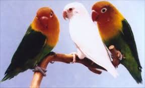 Budidaya ternak love bird
