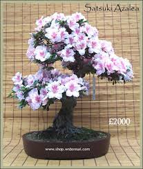 البونساي Bonsai .. فن تقزيم الأشجار Images?q=tbn:ANd9GcS96sLwbCR3GvnCiXrYb6TkzcP6zCmYyYJfwvQOWSZWvt3HdMDvrg&t=1