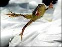 frog jump