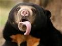 Malayan Sun Bears - Bears Of The World