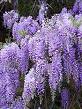 Lavender (color) - Wikipedia, the free encyclopedia