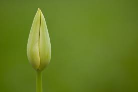 Grüne Tulpe auf grünen Grund - Bild \u0026amp; Foto von Uwe-Jens Krause aus ... - Gruene-Tulpe-auf-gruenen-Grund-a21154243