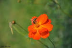 simple nature تصوير با اندازه اصلي