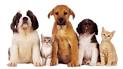 Companion Animal Hospital - Lewisburg, TN - Home