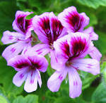 Saville at Home: Rose Geranium Facial Toner