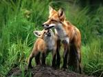 Mom and baby <b>foxes</b> - <b>Fox</b> Photo (24577048) - Fanpop fanclubs