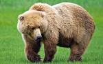 Huge brown bear Wallpapers | Pictures