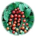 Red Currant Tomato