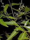 <b>Azadirachta</b> indica