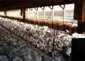 Inside a Barn on a Chicken Factory Farm | Flickr - Photo Sharing!