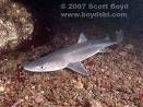 Spiny Dogfish Shark Photos