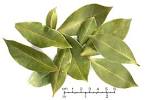 File:BayLeaves.jpg - Wikipedia, the free encyclopedia