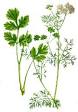<b>Coriandrum</b> sativum - Coriander