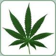 Second California Marijuana Legalization Initiative Filed ...
