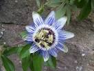 The passion flower is so called because it symbolised Christ's suffering on - via Daymix