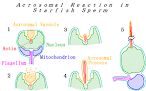 <b>Acrosome</b> reaction