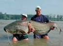 big animals