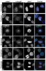 File:Endogenous hMad1.png - Wikipedia, the free encyclopedia