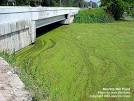 Algal Bloom - Toxipedia