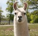 bucktooth llama by Birdfoto (Photo) | Weather Underground