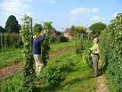 SO5840 : Harvesting hops by - via Daymix