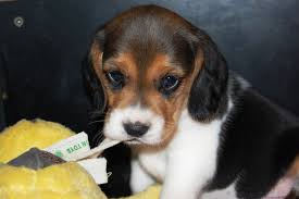 So we're getting a dog. Advice needed. :  wedding Images?q=tbn:ANd9GcSBE CTi1cdtMKIZjAUc0phgSzthG430rtZHSgcsWsF9XsQHjK Fw