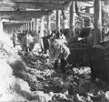 OWDNA - Southern Cotton Mills