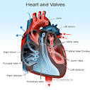 What is <b>mitral valve prolapse</b>?