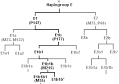 Haplogroup E1b1b (Y-DNA) - Wikipedia, the free encyclopedia